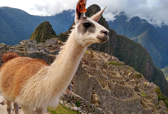 Machu Picchu