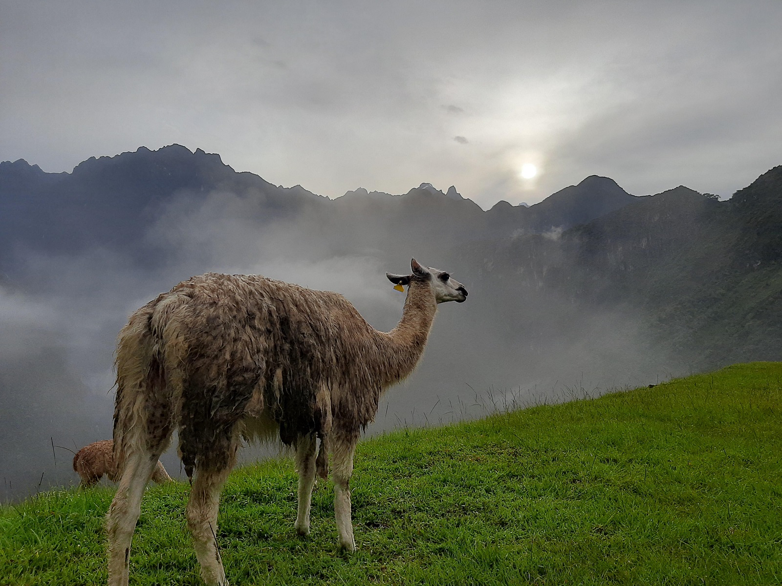 Machu Picchu